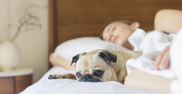 Köpekle Uyumanın Faydaları