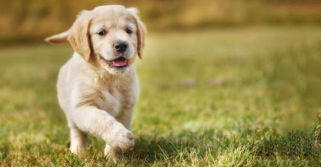 Köpekler, Dünyanın Manyetik Alanını Kullanarak Yön Bulabiliyor