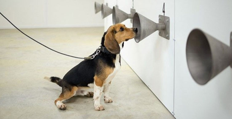 Köpekler Kovid-19 Vakalarını PCR Testlerinden Önce Tespit Ediyor!