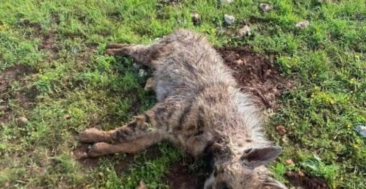 Köpeklerin Saldırısı: Sırtlan Telef Oldu