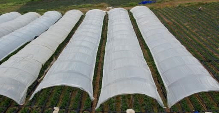 Köprübaşı Çileği: Çiftçilerin Umudu