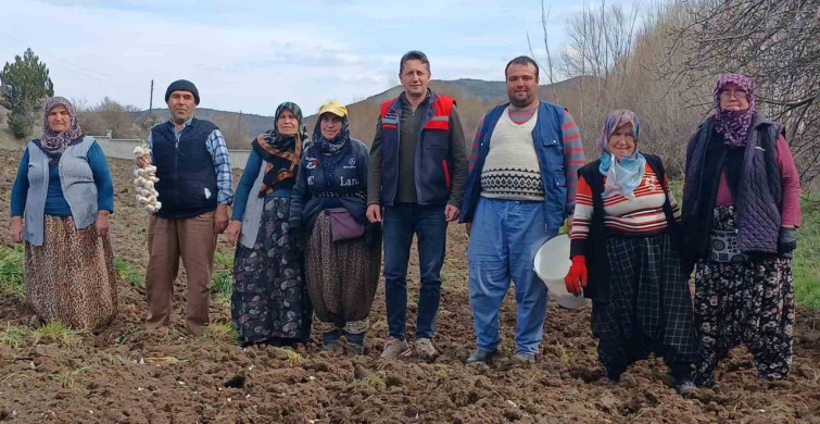 Köprücek Sarımsağı: Tavşanlı Çiftçisinin Yeni Gelir Kaynağı