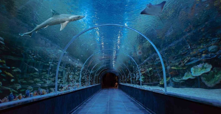 Körfez Aqua akvaryumu 41 bininci ziyaretçisini ağırladı