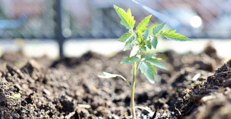 Körfez Belediyesi'nden Ata Tohumu Projesi