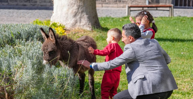 Koruma Altındaki Sıpa 'Midas' Ziyaretçilerin İlgi Odağı Oldu