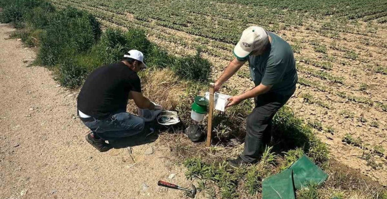 Köşk ilçesinde pamuk tarlalarına zararlı takibi için monitör tuzaklar kuruldu
