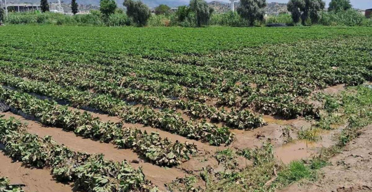 Köşk'te Sağanak Sonrası Tarım Arazilerinde Hasar Tespiti Yapılıyor