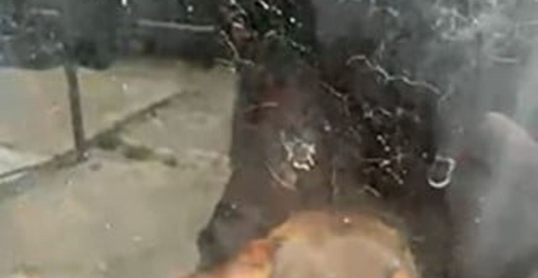 Kötü Koşullardaki Hayvanlar Kurtarıldı