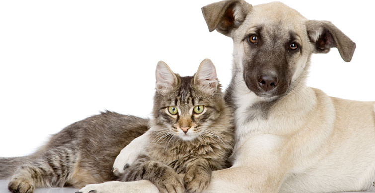 Kovid-19 Kedi ve Köpeklerden İnsanlara Geçmiyor, Geçmeyecek!