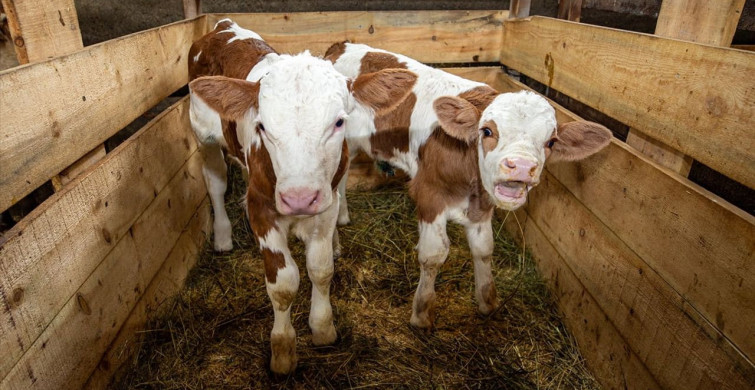 Köyde Hayvancılıkta Başarı Hikayesi: Gökhan Yalçınkaya