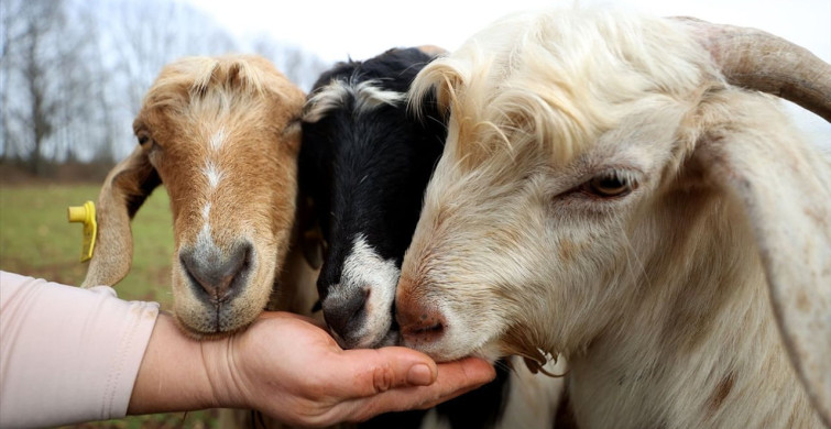 Köyde Huzur Arayan Moda Tasarımcısı: Yeliz Yıldırım