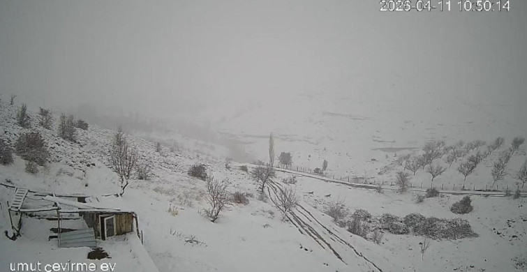 Köyü Terk Eden Kurt Sürüsü Güvenlik Kameralarına Yansıdı