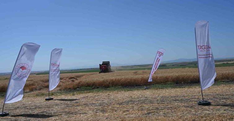 Koyunculuk Araştırma Enstitüsü’nde hasat bereketi