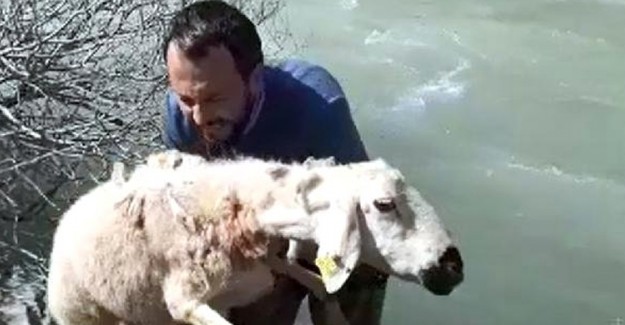 Koyunun Suda Mahsur Kaldığını Gören Öğretmen, Hemen Suya Atladı