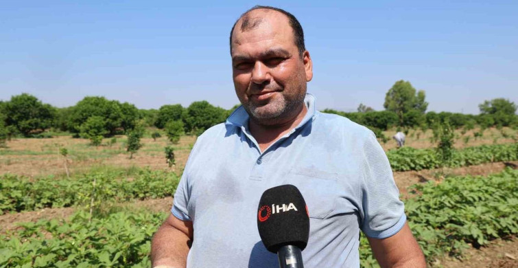 Kozan’da bamya hasadı başladı, tarlada kilosu 150 TL