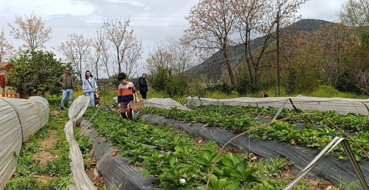 Kozan'da Çilek Hasadı: Vatandaşlar Doğanın Tadını Çıkarıyor
