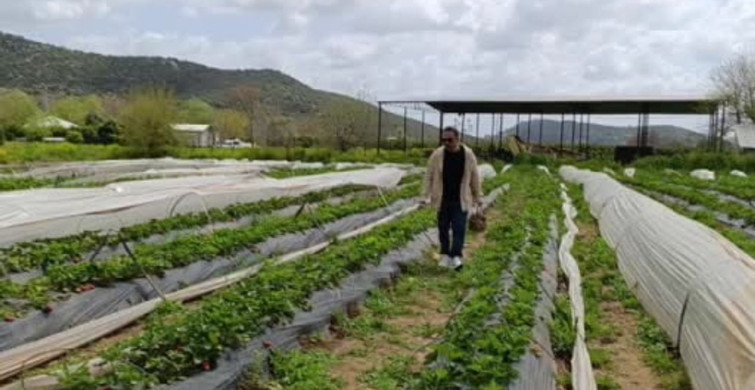 Kozan'da Çilek Hasadı: Vatandaşlar Tarım Turizminin Keyfini Çıkarıyor