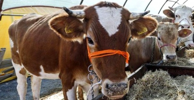 "Kredi Kartı ile Kurban Kesilir Mi?" Sorusu Cevabını Buldu