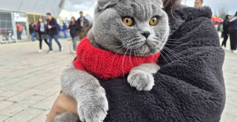 Küçük Taraftar Kedisi ile Maçta