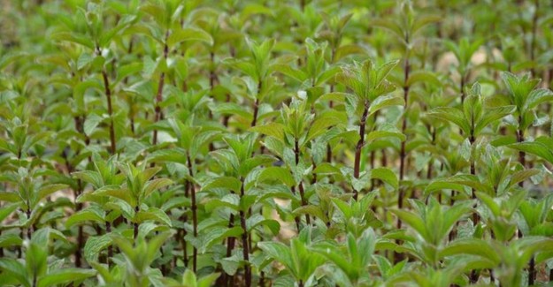 Küçük Tarım Arazileri Tıbbi Aromatik Bitkilerle Ekonomiye Kazandırılıyor