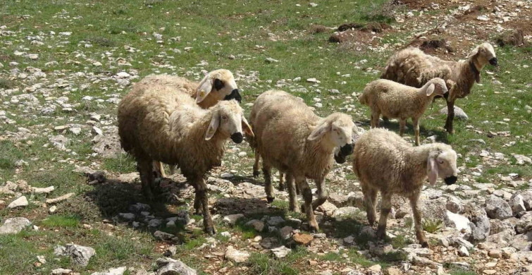 Küçükbaş Hayvanlar Meralarda
