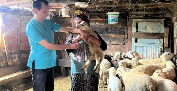 Küçükbaş hayvanlarda kayıt ve sağlık kontrolleri yapıldı