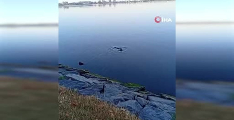 Küçükçekmece Gölü'nde nesli tükenmekte olan su samuru görüntülendi