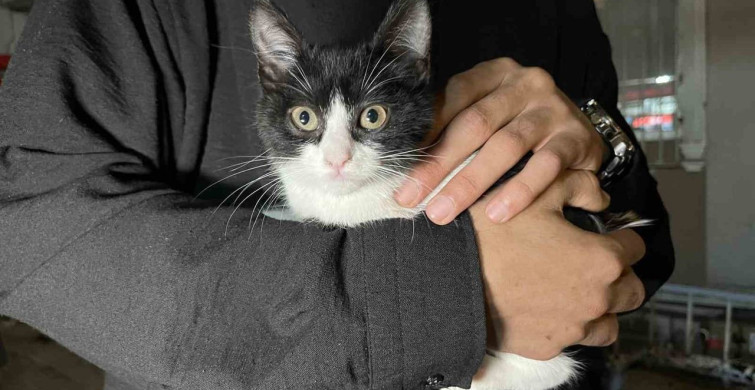 Küçükçekmece'de 7'inci kattan düşen kedi şemsiye ile kurtarıldı