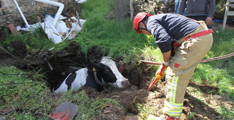 Kula'da Kuyuya Düşen Gebe İnek Kurtarıldı