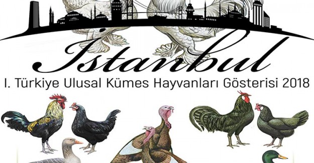 Kümes Hayvanları Gösteride Buluşuyor
