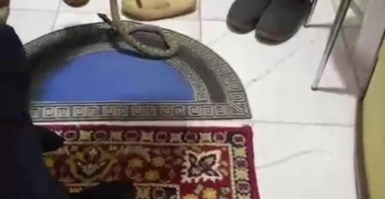 Kumluca'da Yılan Panik Yaratırken, Ev Sahibi Yılanı Doğaya Bıraktı