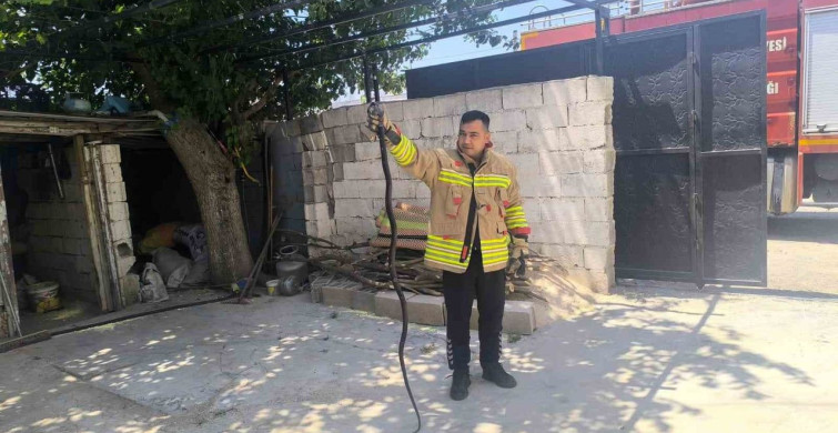 Kumlu'da evin bahçesinde görülen iki karayılan paniğe neden oldu