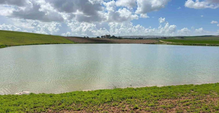 Kuraklıktan Sonra Yeniden Canlanan Gölet