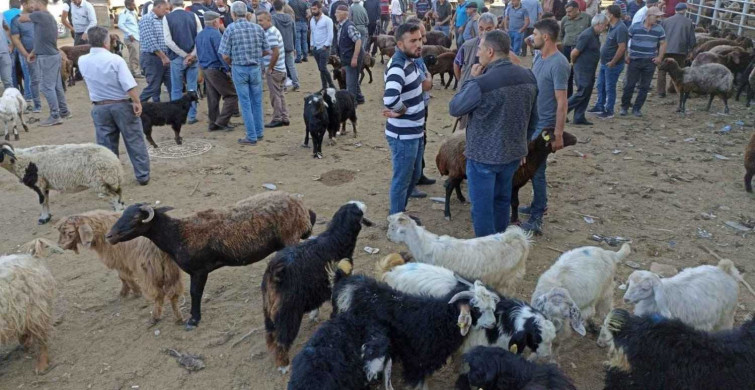 Kurban alacaklar dikkat! Ucuz kurban almak için dolandırılanların sayısı arttı! Iğdır'da kurban çetesi çökertildi