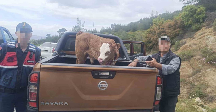 Kurban Bayramı Öncesi Çalınan Hayvan Sahibine Teslim Edildi