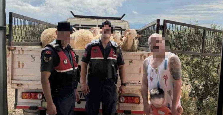 Kurban Bayramı Öncesi Çalınan Koyunlar Jandarma Tarafından Bulundu