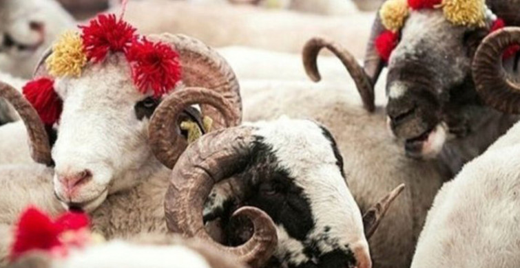 Bilim Kurulu Üyesi Açıkladı; Kurban Bayramı'nda Kısıtlama Olacak mı?