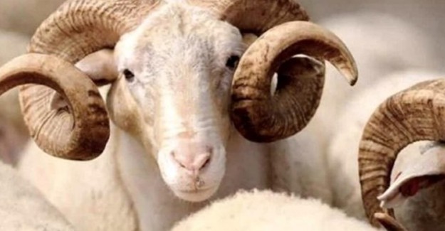 Kurban Bayramının Anlam Nedir? Neden Önemlidir?