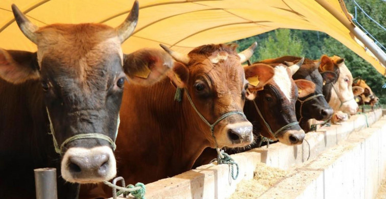 Kurban Bayramının yaklaşmasıyla zincir marketlerde kurbanlık satışı başlıyor!