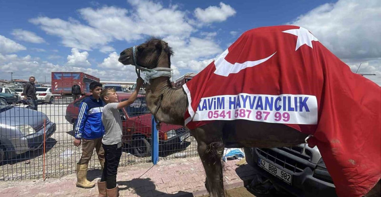 Kurban Pazarında 330 Bin TL'ye Satılan Deve