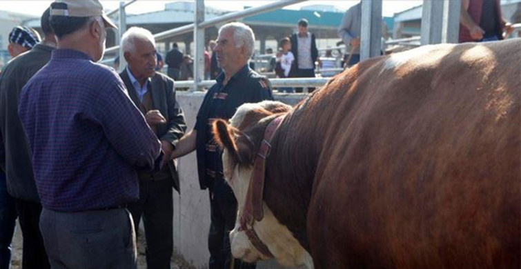 Kurban Satış ve Kesim Yerlerinde Alınacak Tedbirler Açıklandı