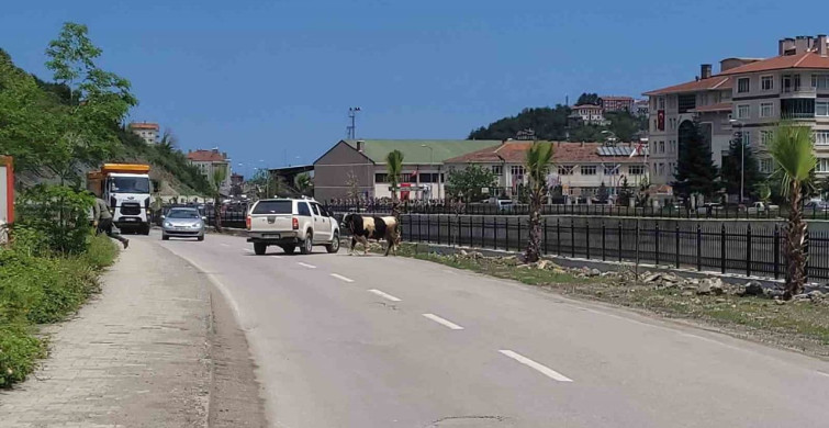 Kurbanlık Dana İnebolu'da Kaçış Başlattı