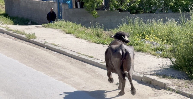 Kurbanlık Kaçış Drama Dönüştü
