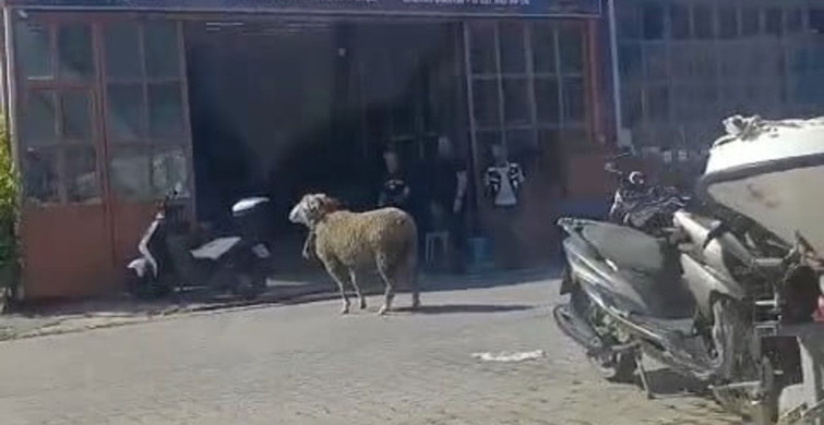 Kurbanlık Koçun Kaçışı Sandık Aşamasına Geldi
