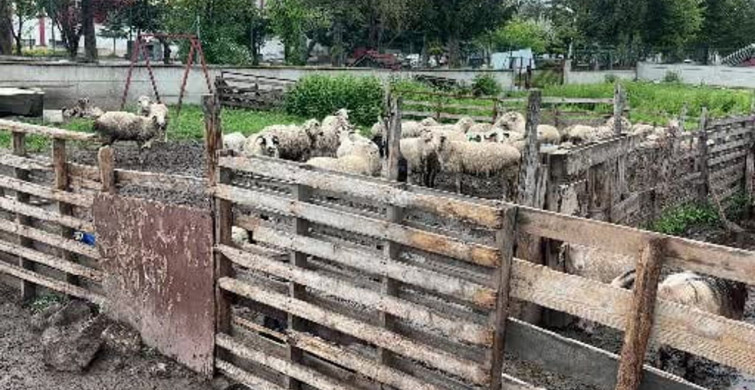 Kurbanlık Pazarında Büyükbaş Fiyatlarının Yükselişi Küçükbaşa İlgi Artırdı