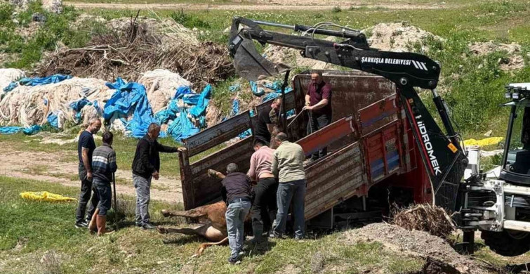 Kurbanlık Tosunun Kaçışı: 4 Saat Süren Kovalamaca