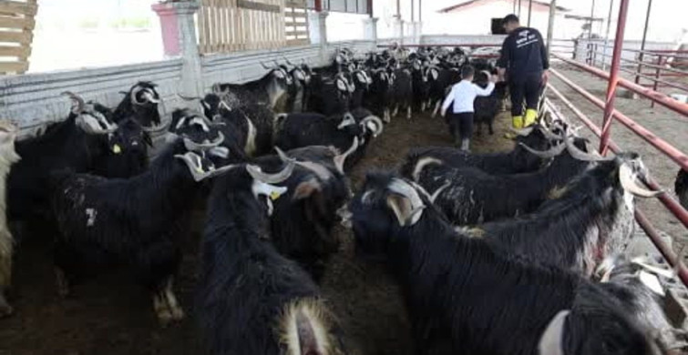 Kurbanlıkta Rekor: 140 Kilogramlık Dev Keçi