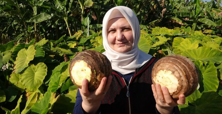 Küresel ısınma iklimi değiştirdi: Tropikal bitkiler Akdeniz’de yetişir oldu