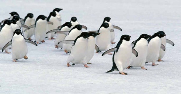 Küresel Isınma Sebebiyle Binlerce Yavru Penguen Öldü