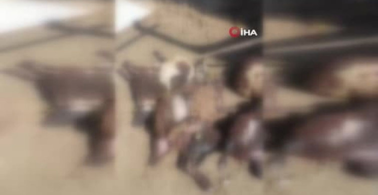 Kurt saldırısı: 14 koyun telef oldu, 30 hayvan kayboldu